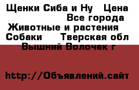 Щенки Сиба и Ну › Цена ­ 35000-85000 - Все города Животные и растения » Собаки   . Тверская обл.,Вышний Волочек г.